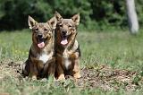 VASGOTASPETS 035